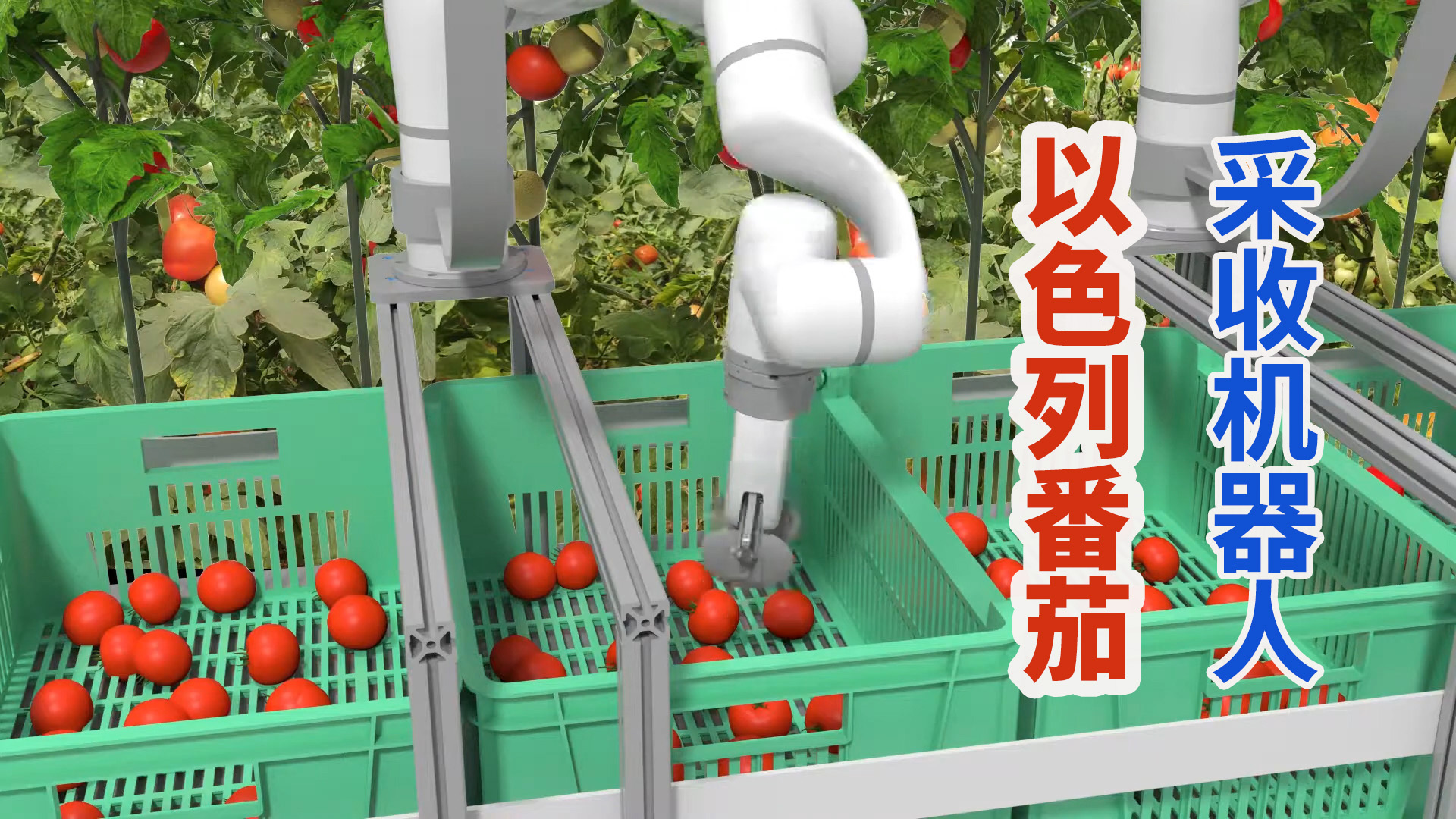 以色列番茄采收机器人，自动摘取成熟果实取代人工干活不休息！
